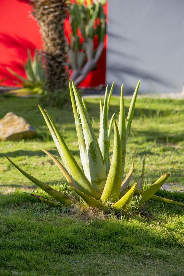 Fleurs De Canne Piscines Privees Le Moule Zewnętrze zdjęcie